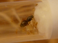 Lasius Flavus (gelbe Wegameise)