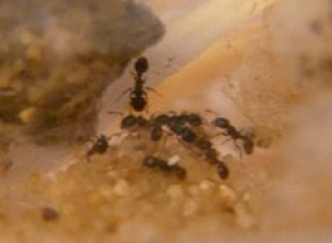 Tetramorium impurum im Neströhrchen