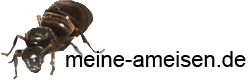 meine-ameisen.de